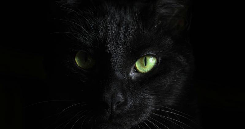 Ciri-Ciri Kucing Pembawa Sial, Konon Diliputi Nasib Kurang Baik